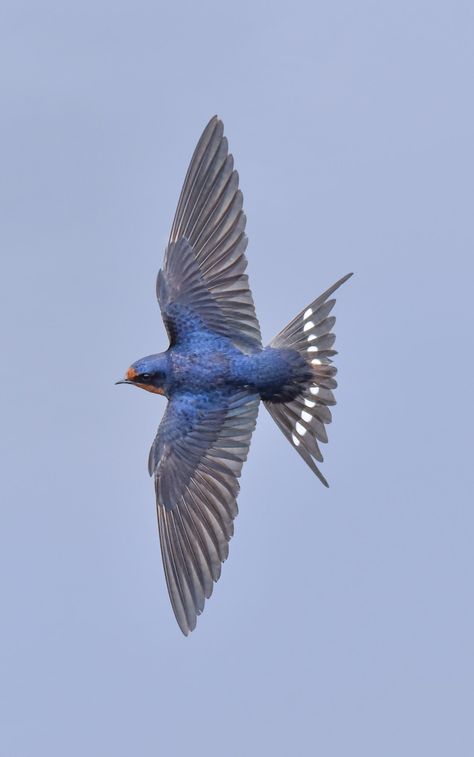 Daniel Riddle on Twitter: "*view full screen please* Here’s another dose of Barn Swallow Challenge! This fellow is fully flared and in the process of a hard left turn. #TwitterNatureCommunity… https://t.co/RE4wXhaNtv" Swallow In Flight, Barn Swallow, Babies Room, Wings Drawing, Swallow Bird, New Followers, Bird Wings, Big News, Nature Photographs