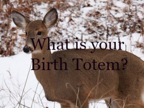 Learn what your birth totem or moon sign is in American Indian spirituality. We are each given an animal totem that follows us through life on the day of our birth Animal Walks, Birth Totem, Medicine Cards, Native History, Moon Spirit, Pisces Rising, Indian Spirituality, Totem Animals, Native American Totem