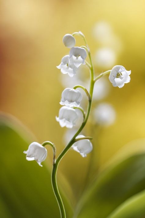 Flor Tattoo, Arreglos Ikebana, Lily Of The Valley Flowers, Valley Flowers, Birth Flowers, Flower Photos, Flower Pictures, Lily Of The Valley, Flower Tattoos