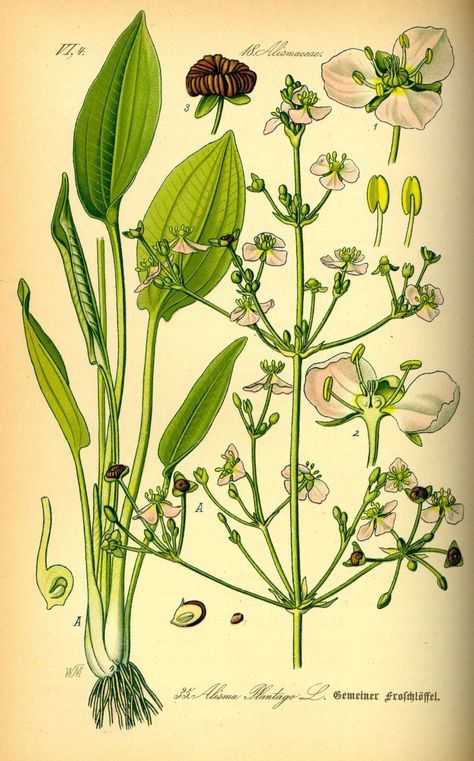 Artemisia Absinthium, Botanical Illustrations, Scientific Illustration, Vermouth, Plants And Flowers, Absinthe, Water Plants, Botanical Illustration, Toulouse