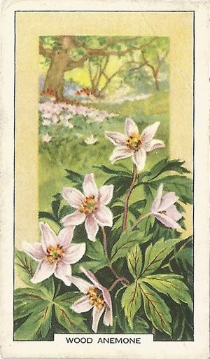 Wood Anemone: Anemone nemorosa. Cigarette Card. Gallaher 'Wild Flowers' 1939 Anemone Drawing, How To Paint Anemone Flowers, Wood Anemone Drawing, Anemone Painting, Anemone Illustration, Vintage Wild Flowers Illustration, Anemone Virginiana, Anemone Nemorosa, Anemone Symbolism