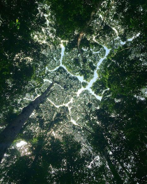 27 Amazing Examples Of “Crown Shyness”, A Phenomenon Where Trees Avoid Touching Crown Shyness, Image Nature, Walk In The Woods, Photosynthesis, Patterns In Nature, Beautiful Tree, Nature Pictures, Looking Up, Mother Nature