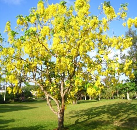 Cassia fistula Cassia Tree, Cassia Fistula, Trees Nursery, Growing Trees, Flowering Tree, Tree Nursery, Fast Growing Trees, Ornamental Trees, Garden Trees