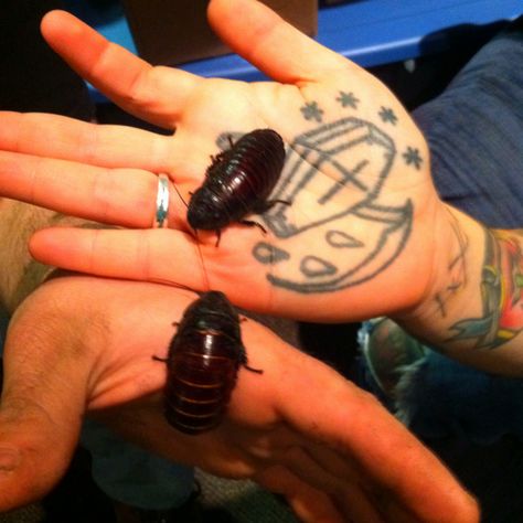 Bugs n tattoos. These are hissing cockroaches brought to host radio show Surfabilly Freakout ;) Radio Show, Bugs, Bring It On, Tattoos, Bugs And Insects