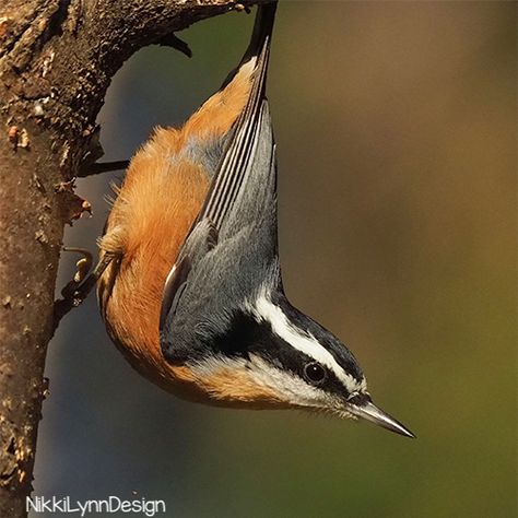 Red-breasted nuthatches are around 4-1/2 inches long and are a blue-grey colored bird with a black-capped head with white stripes above their eyes. Red Breasted Nuthatch, Nuthatches, Winter Birds, Fir Trees, Chickadees, Winter Bird, Bird Pictures, Watercolor Bird, Rodents