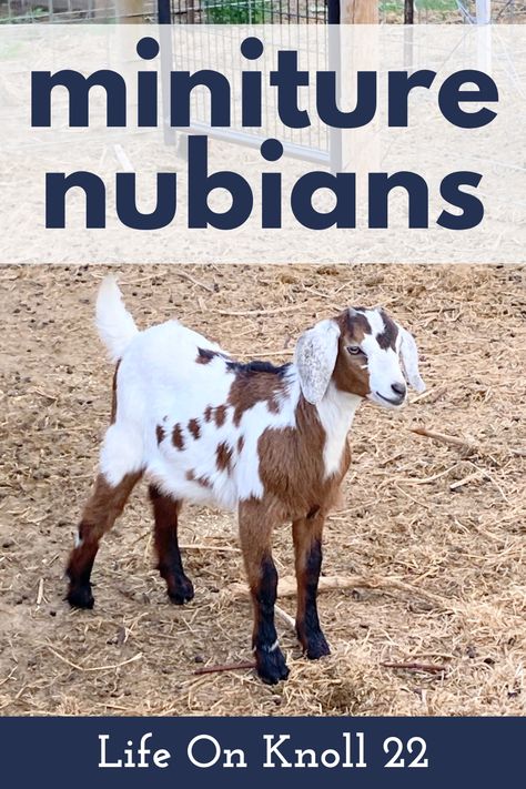 Mini Nubian Goats - Knoll 22 Miniature Nubian Goats, Mini Nubian Goats, Goat Houses, Nubian Goats, Goat Playground, Goat Soap, Homestead Animals, Goat Pen, Mini Goats