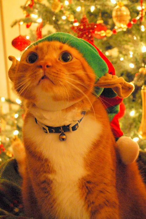 Elf cat Christmas Cat Memes, Costumes For Pets, Christmas Profile Pictures, Grumpy Cat Christmas, Elf Cat, Festive Attire, Adorable Pictures, Santa Cat, Pictures Of Cats