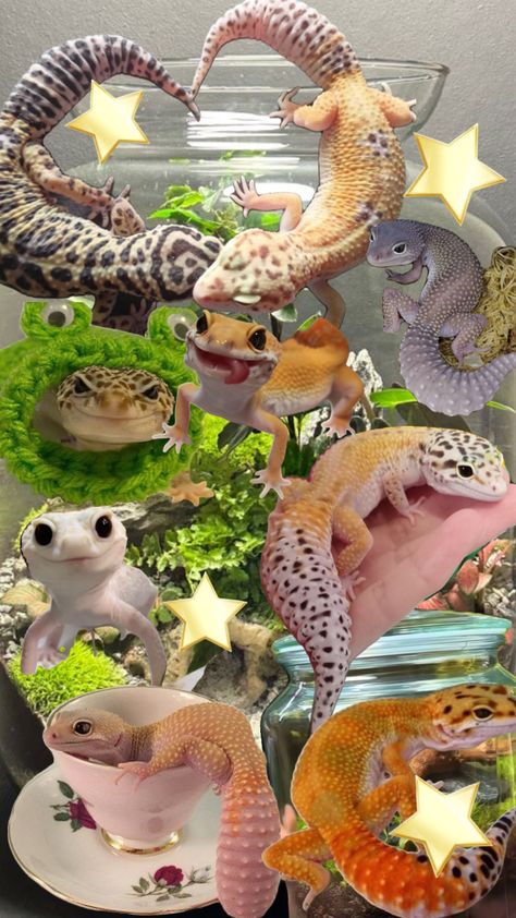 cute gecko collage <3 Leopard Gecko Cute, Leopard Gecko Habitat, Gecko Habitat, Turtle Terrarium, Funny Lizards, Cute Gecko, Cute Lizard, Cute Reptiles, Pets 3