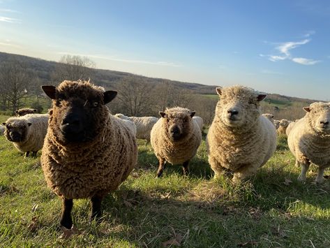 My Little Sheep – Olde English Babydoll Southdown Sheep Babydoll Sheep Southdown, Goat Projects, Southdown Sheep, Babydoll Sheep, Pyrenean Mastiff, Farming Life, Wool Batts, Pitt Bull, Farm Business