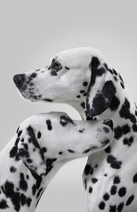 Dalmatian Aesthetic Wallpaper, Dalmation Wallpaper, Dalmatian Aesthetic, Dalmatian Art, Dalmatian Puppy, Dalmatian Dogs, Pretty Dogs, Dog Wallpaper, Cute Animal Photos