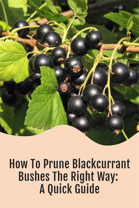 Black Currant Plant, Currant Bush, Black Currant, Growing Fruit, Black Currants, Late Winter, Quick Guide, Mulch, Permaculture