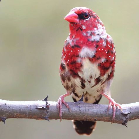 Kumar Pankaj on Instagram: “Strawberry Finch #birds_of_instagram #insta #instagram #birds_4you #bird_brillance #bird_watchers_daily #birds #king_birds…” Finch Flying, Strawberry Finch, Bird Watchers, Insta Instagram, Birdy, Birds, Animals, On Instagram, Instagram