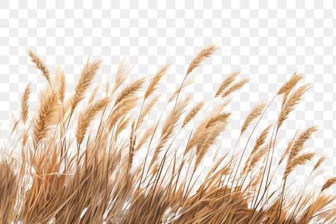 Field Landscape, Wheat Field, Wheat Fields, Barley, Agriculture, Wheat, White Background, Plants