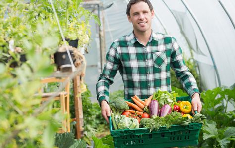 Switching to Organic Simple Greenhouse, Garden Planning Layout, Urban Gardening, Greenhouse Gardening, Hydroponic Gardening, Urban Farming, Bedding Plants, Organic Farming, Edible Garden