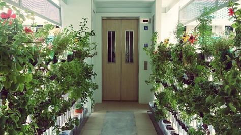 6 Reasons to Grow a Vertical Garden at Home | The Edge Property Singapore Herb Farming, Hdb Corridor, Corridors Design Home, Bromeliads Garden, Balcony Backyard, Garden At Home, Organic Gardening Pest Control, Edible Gardens, Natural Air Purifier