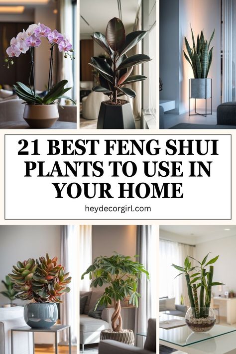 Feng Shui Plants, an ancient Chinese practice, focuses on creating harmony and balance within a space to promote positive energy flow. Feng Shui Plants Houseplant, Feng Shui Indoor Plants, Best Plants For Home, Ivy Plant Indoor, Plants For House, English Ivy Plant, Best Office Plants, Feng Shui Garden, Money Plants