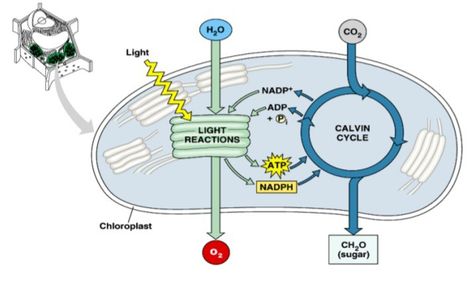 Light dependant reaction Cellular Biology, Campbell Biology, Branches Of Biology, Biology Lab, Light Reaction, Student Certificates, Plant Physiology, Biology Classroom, Biology Labs