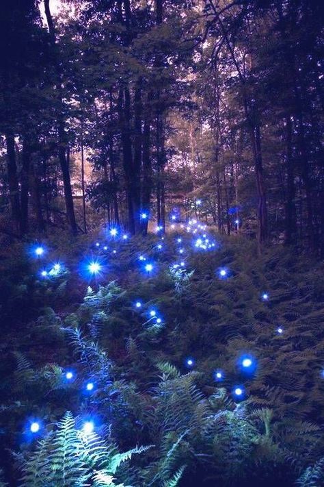 Fae Realm, Faerie Core, Lighting Bugs, Faery Art, Download Anime, Firefly Lights, Moody Art, Galaxy Pictures, Cute Photography