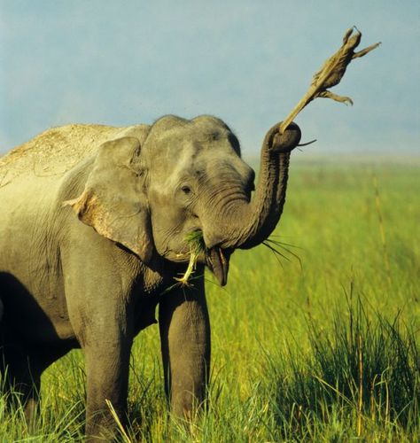 Madhuri the Indian elephant was getting bored with grazing the grassy plains of Corbett National Park, in India, until she spotted a monitor lizard. The unfortunate reptile became a living toy for days as she swung him around.  When she finally got bored, she let the lizard stumble away with a story that the other lizards would never believe. Hate Mondays Funny, Elephants Playing, Monitor Lizard, Asian Elephant, Indian Elephant, Elephant Love, Wildlife Photos, An Elephant, Gentle Giant