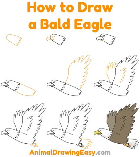 How to Draw a Bald Eagle Step by Step #Drawings #Drawing #DrawingTutorial #EagleDrawing #BirdsDrawing #BirdDrawings #HowtoDrawanEagle #Artwork #HowtoSketch #StepbyStepDrawing #SimpleDrawing How To Draw An Eagle Step By Step, How To Draw An Eagle, Eagle Doodle, Bald Eagle Drawing, Eagle Drawing Easy, Step By Step Drawings, Draw Birds, Easy Draw, Eagle Drawing