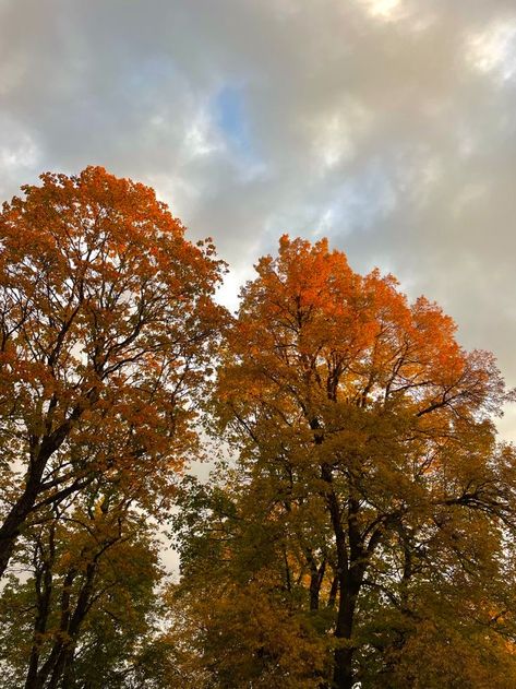 Ethereal Autumn Aesthetic, Autumn Trees Aesthetic, Fall Trees Aesthetic, Autumn Trees Photography, Fall Nature Aesthetic, Autumn Leaves Aesthetic, Fall Leaves Aesthetic, Tis Autumn, Fall Core