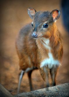 Royal Antelope, Mouse Deer, What Animal Are You, African Antelope, World Birds, Wild Creatures, Unusual Animals, In Pairs, Wildlife Animals