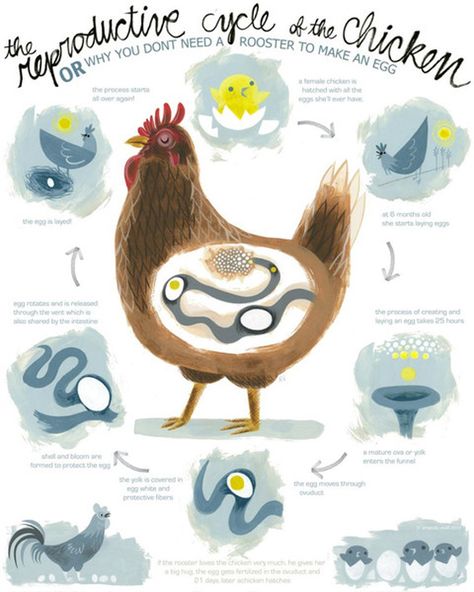 Read the bottom of the poster.  I'm fairly certain that the rooster doesn't actually love the hens, nor would I refer to it as "a big hug." Reban Ayam, Reproductive Cycle, Egg Hatching, Chicken Poster, Chicken Life, Keeping Chickens, Animal Science, Chickens And Roosters, Have Inspiration