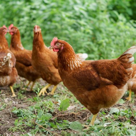 ‘They’re out of control’: flock of 100 feral chickens torments village Eat Something, Plastic Free Living, Out Of Control, Dog Walker, An Animal, New Video, Flocking, Rats, Social Media