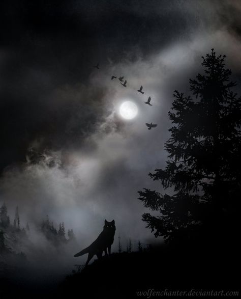 Hunter Of Artemis, Werewolf Aesthetic, Wolf Background, Dark Forest Aesthetic, Wolf Photos, Wolf Love, Wolf Pictures, Wolf Spirit, Creatures Of The Night