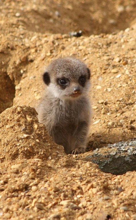 Baby Meerkat, Wild Creatures, Little Critter, Hamsters, Cute Creatures, Sweet Animals, Animal Photo, Nature Animals, 귀여운 동물