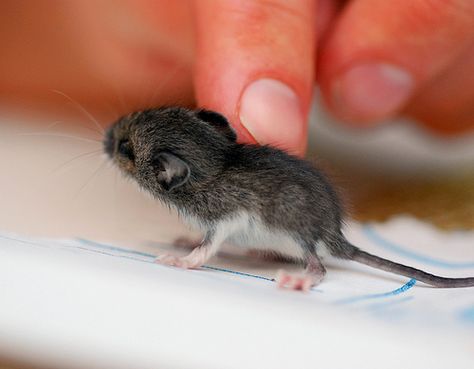 BABY MOUSE!: it's head is bigger than its body! Cute Rats, Baby Mouse, Little Critter, Cute Mouse, Hamsters, Rodents, Cute Creatures, Beautiful Creatures