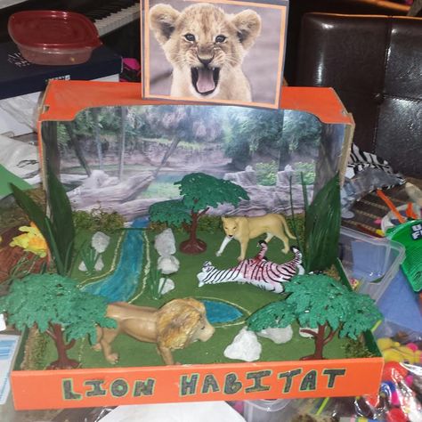 3rd Grade Lion Diorama Project for the Lion Habitat. Rainforest Project, Diorama Kids, Ecosystems Projects, Native American Projects, Geography Project, Habitats Projects, Rainforest Habitat, Geography Worksheets, Geography For Kids