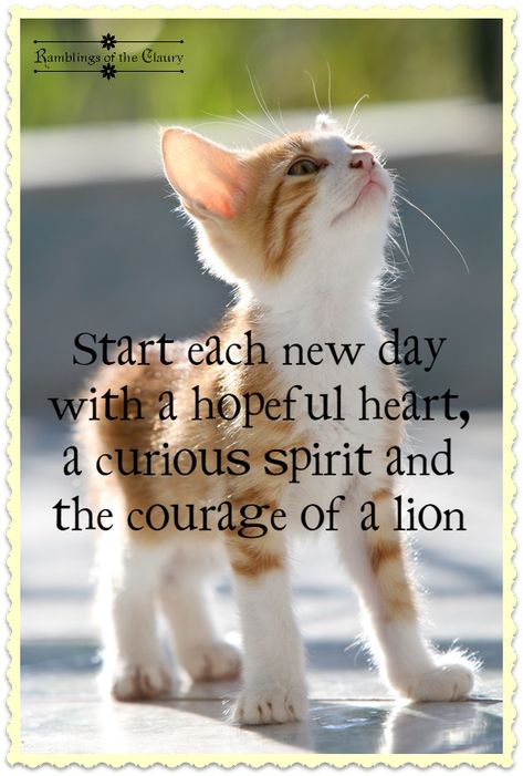 Cat Quotes Funny, Cat Quotes, A Lion, Animal Quotes, Cat Stuff, Encouragement Quotes, Wise Quotes, Kitty Cats, Cats Kittens