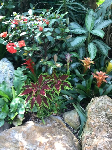 Bloedel Conservatory, Summer 2022, Plants