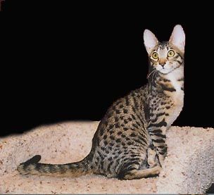 Serengeti Serengeti Cat, Exotic Cat Breeds, Cat Bengal, Purebred Cats, Warrior Cat Oc, Cat Oc, Horses And Dogs, Level 5, Domestic Cat