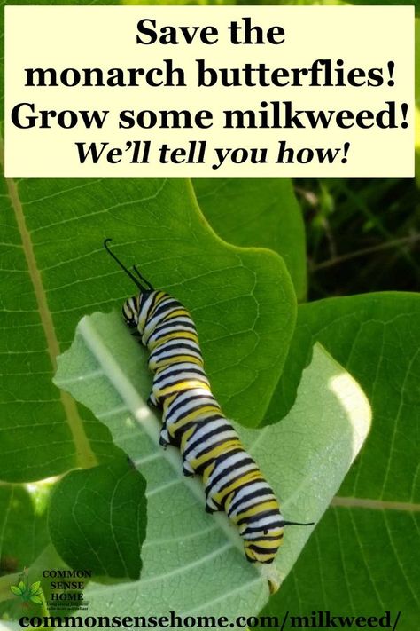 Growing Milkweed, Perennial Garden Ideas, Milkweed Garden, Monarch Waystation, Suddenly Seymour, Dirt Therapy, Raising Monarch Butterflies, Helping Nature, Insect Garden