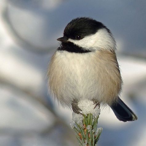 Chickadee Art, Chickadee Bird, Chickadees, Dee Dee, Backyard Birds, Bird Pictures, Bird Drawings, Pretty Birds, Bird Photo