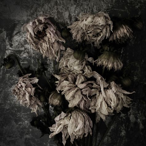 Wilted Flowers Aesthetic Dark, Decaying Flowers, Gouache Study, Decay Art, Billy Kidd, Wilted Flowers, Dead Flowers, Still Life 2, Gothic Fiction