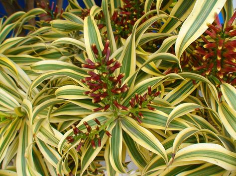 Dracena Malaia (Pleomele Reflexa) Orchid Ideas, Purple Passion Plant, Potted Orchid, Grow House, Dragon Tree, Bulbs Indoor, Chinese Evergreen, Leafy Plants, Plant Delivery