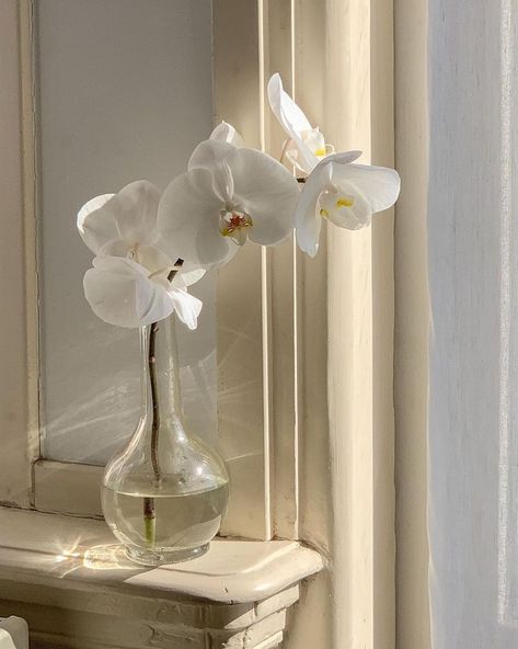 Light Academia Aesthetic, Orchid Arrangements, Flowers Photo, Cream Aesthetic, Instagram Beauty, Spring Aesthetic, White Orchids, Beige Aesthetic, Spring Blooms