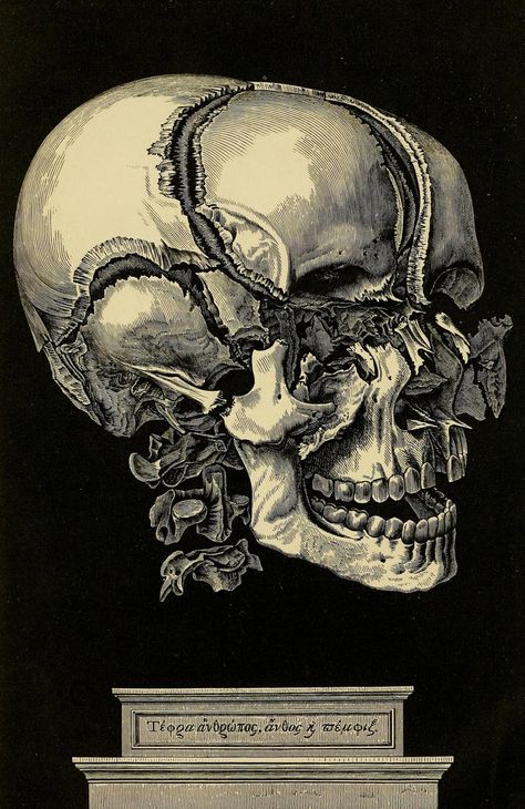 Of Paper and Ponies (and Science!) Bones Of The Skull, Bones Of The Head, Medical Drawings, Facial Bones, Skull Drawing, Human Skull, A Frog, Scientific Illustration, Medical Illustration