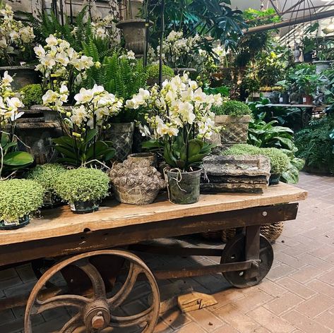 Burford Garden Company, Flower Shop Interiors, Garden Center Displays, Indoor Jungle, White Orchids, Garden Shop, Single Flower, Shop Interiors, Indoor Garden