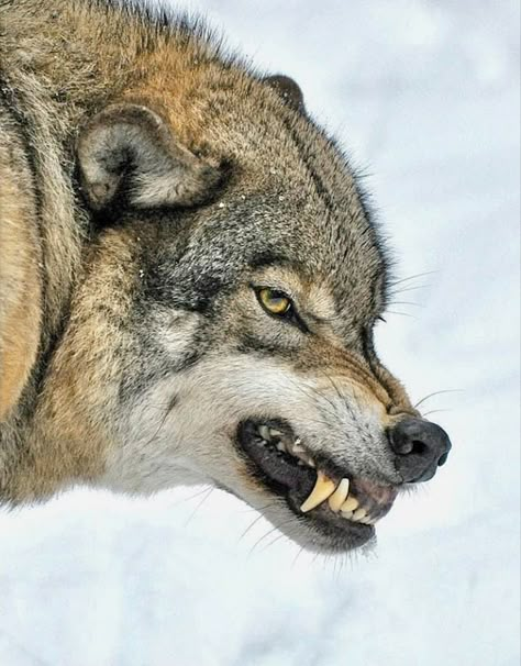 The warning Snarling Wolf, Wolf Poses, Angry Wolf, Angry Animals, Wolf Images, Wolf Photos, Animal Study, Wolf Love, Beautiful Wolves