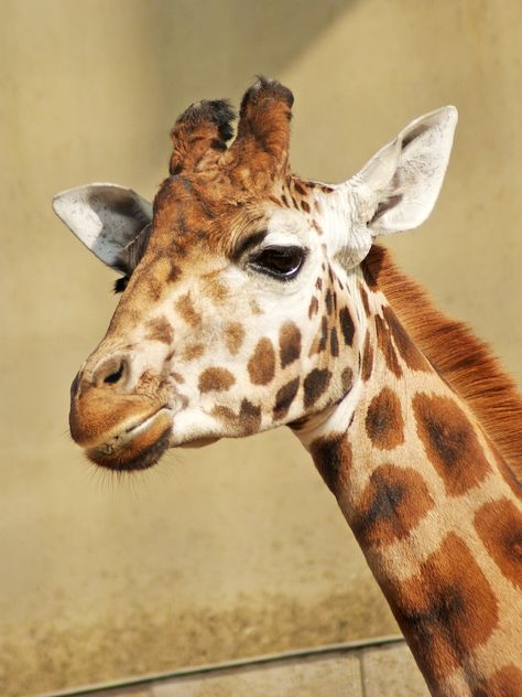 Giraffe face image. Free public domain CC0 photo. | free image by rawpixel.com Giraffe Face, Giraffe Images, Giraffe Pictures, Face Images, African Animals, Public Domain Images, Giraffes, Wild And Free, Animal Sculptures