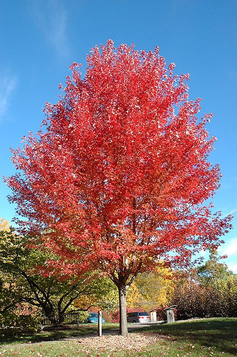 Autumn Blaze Maple, Landscape Nursery, Farm Nursery, Fast Growing Trees, Shade Trees, Maple Tree, Fall Plants, Deciduous Trees, Garden Trees