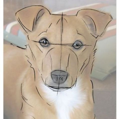 How to Draw Dogs - Draw a Dog From a Photograph - Easy Step by Step Drawing Tutorial - Learn How To Draw A Dog and Cute Puppies - Cartoon and Realistic Animals Dog Drawing Tutorial, Draw A Dog, How To Sketch, Desen Realist, Easy Lessons, 강아지 그림, Step Drawing, Pencil Portrait, Learn How To Draw