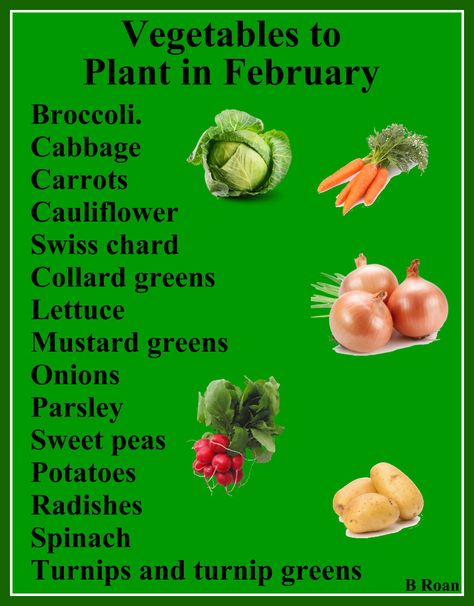 Vegetables that you can start planting in February in North and Central Texas. Vegetables To Plant In February, What To Start Planting In February, Plants To Start In February, Plants To Plant In February, Seeds To Plant In February, 8b Zone Gardening, Flowers To Plant In February, Zone 8b Planting Schedule, February Planting Guide