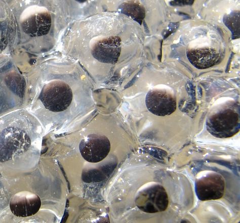 frog eggs - Google Search Frog Egg, Frog Eggs, Building Inspiration, Aquatic Creatures, Bio Art, What To Draw, Work Activities, Frog And Toad, Shades Of White