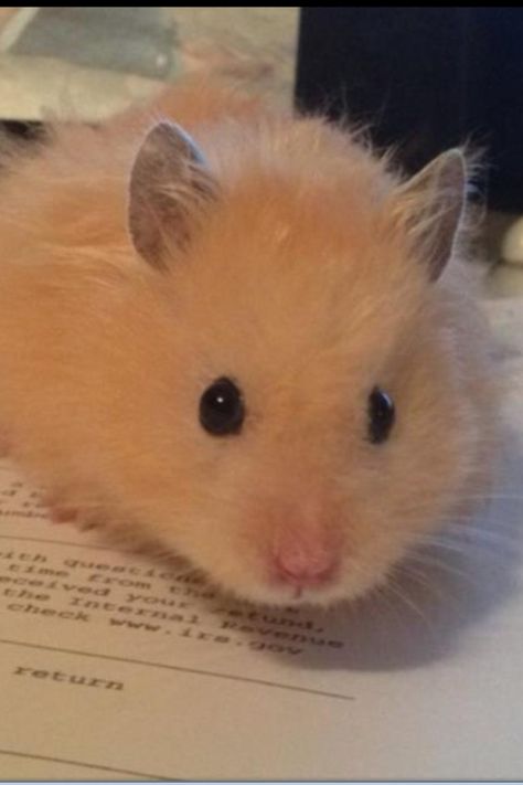 Teddy bear hamster Hamster Bear, Teddy Bear Hamster, Teddy Hamster, Bear Hamster, Hamster Pics, Hamsters As Pets, Dumbo Rat, Hamster Treats, Hamster Care