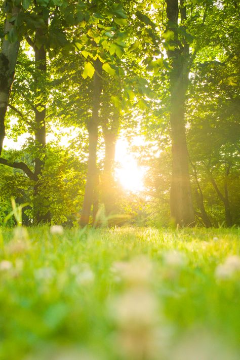 Forest | Sunrise #trees #forest #sunrise #nature Forest Sunrise, Morning Forest, Good Morning Sun, Sunrise Nature, Dslr Background, Trees Forest, Morning Sunrise, Dslr Background Images, Forest Wallpaper